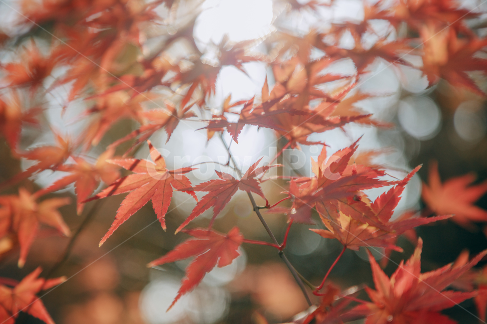단풍,붉은,빨간,가을,나무,낙옆,잎,나뭇잎,가을,계절,fall,autumn,season,식물,자연,plants,nature,leaf,plant,tree