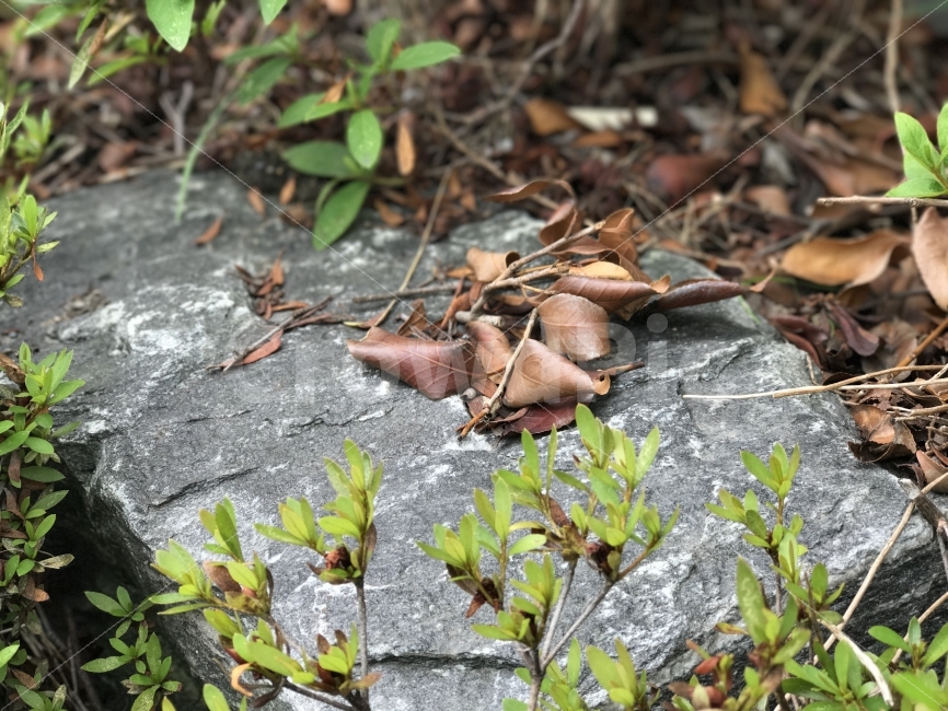 가을,낙엽,그리움,바람,한국,식물,자연,plants,nature