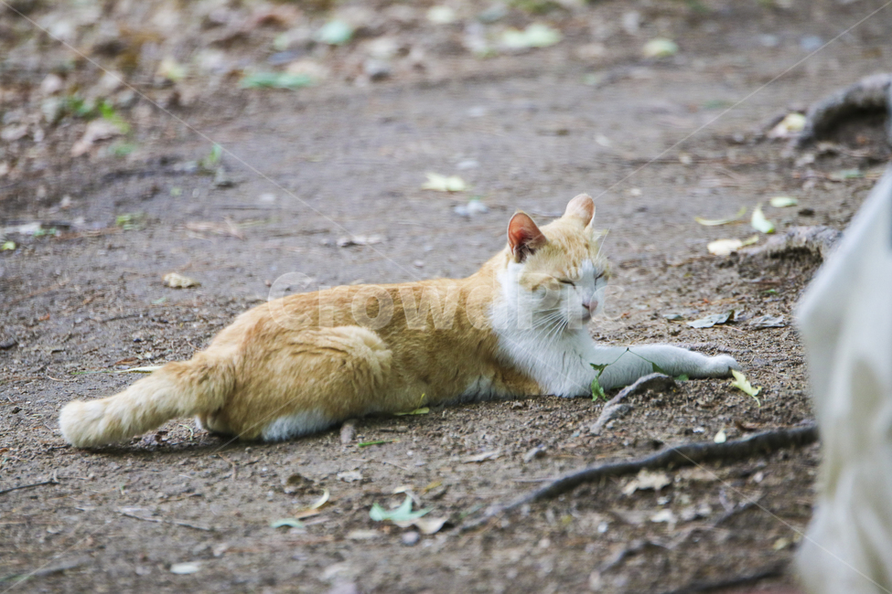 고양이,치즈냥,길고양이,길냥이,애완동물,반려동물,동물,cat,자연,동물,animal,포유류,mammal,고양이,cat,kitten,kitty