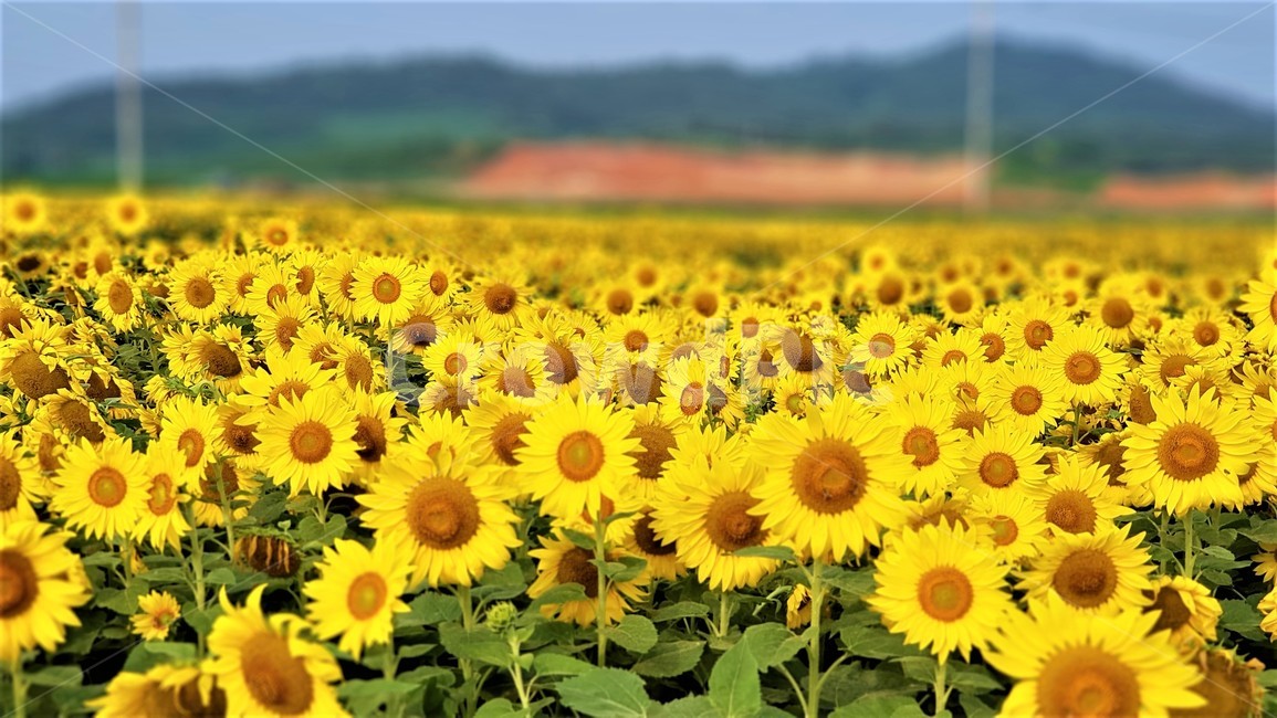 해바라기,꽃,식물,자연,아름다움,태양,sun,가을,여름,계절,plants,season,nature,summer,sunflower