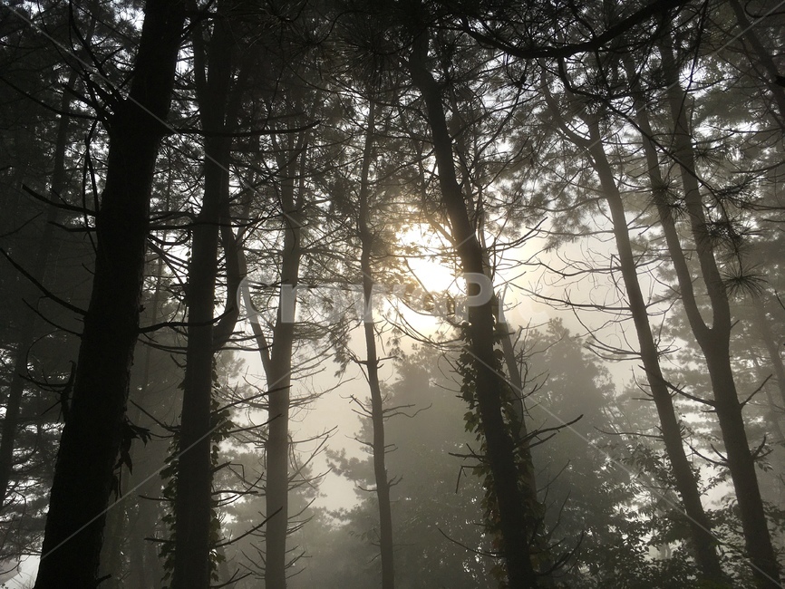 nature,자연,일출,숲,삼림