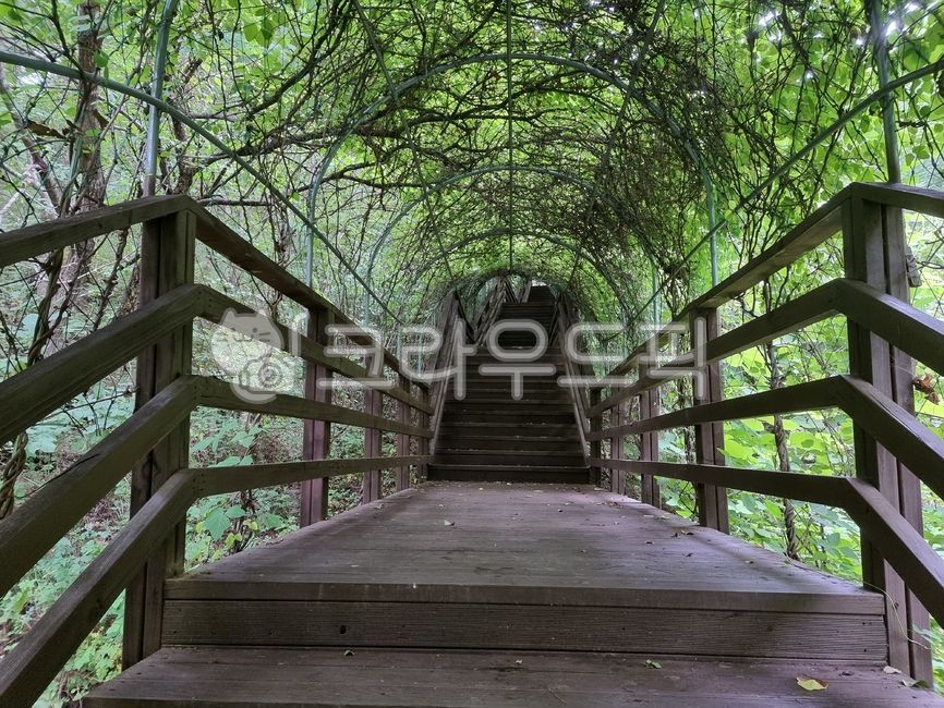 sidewalk,tree tunnel,dense forest,stairs,tree,garden,tunnel,building