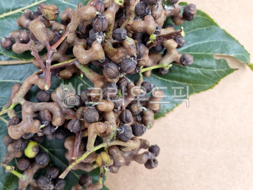 Fruit,Hovenia tree leaves,Hovenia tree fruit,Hovenia tree,plant,medicine,leaf,herbal medicine,herbal medicine ingredients