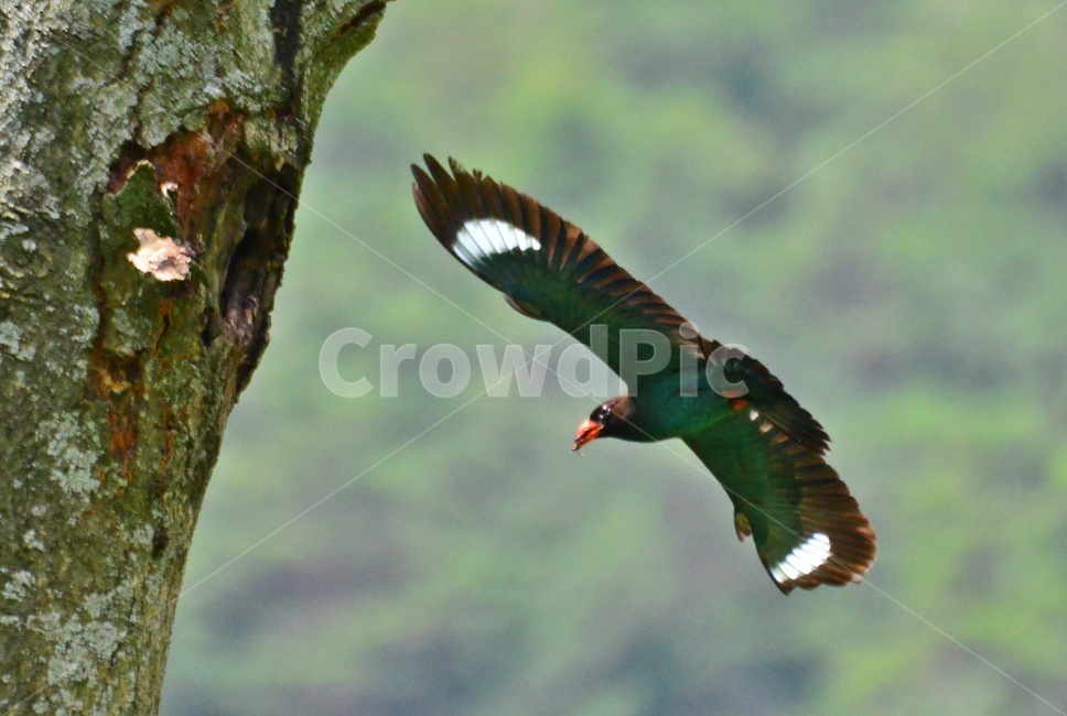 tree,나무,plant,식물,flying,나는,animal,동물,bird,새,파랑새,새집,육추,동물,animal,조류,새,birds