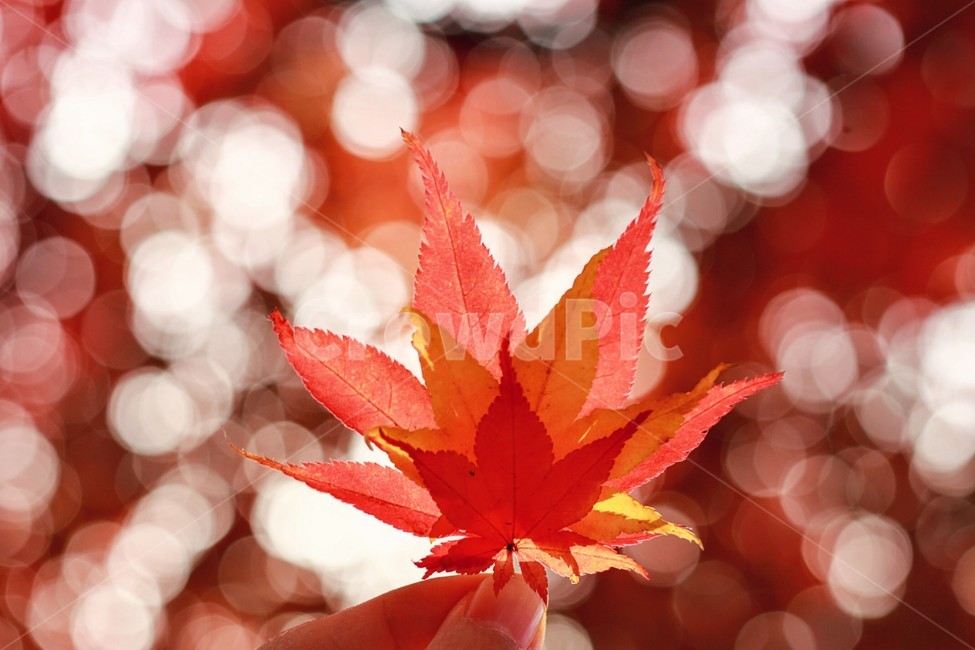 단풍,보케,bokeh,빨간단풍잎,red,가을,붉은잎,가을,계절,fall,autumn,season,식물,자연,plants,nature,감성,sensible,feeling,leaf,잎,plant,tree,나무