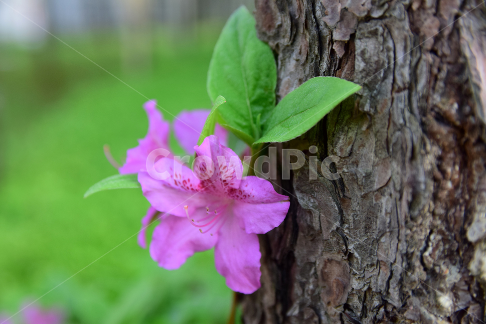 철쭉,진달래,꽃,빨간꽃,식물,자연,보라색,핑크,plant,nature,flower,네이처,플랜트,배경,화사한,식물,자연,plants,nature,꽃,flower