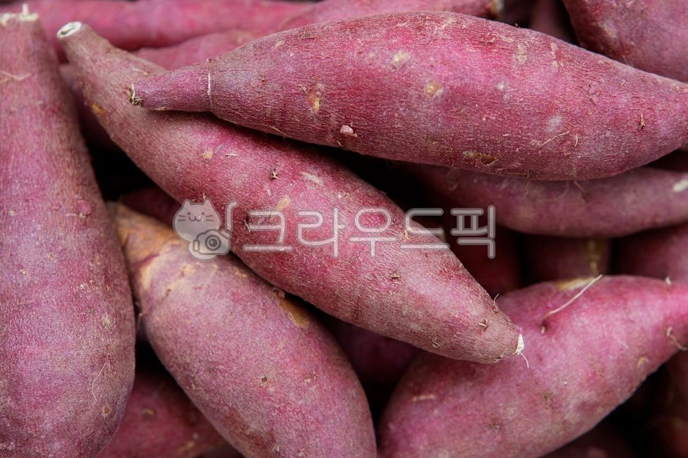 구구마,열매,음식,먹거리,작물,농작물,밭,밭농사,밭작물,농사,농업,농장,재배,식재료