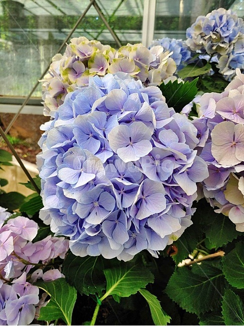 blossom,plant,식물,flower,꽃,수국,bigleafhydrangea