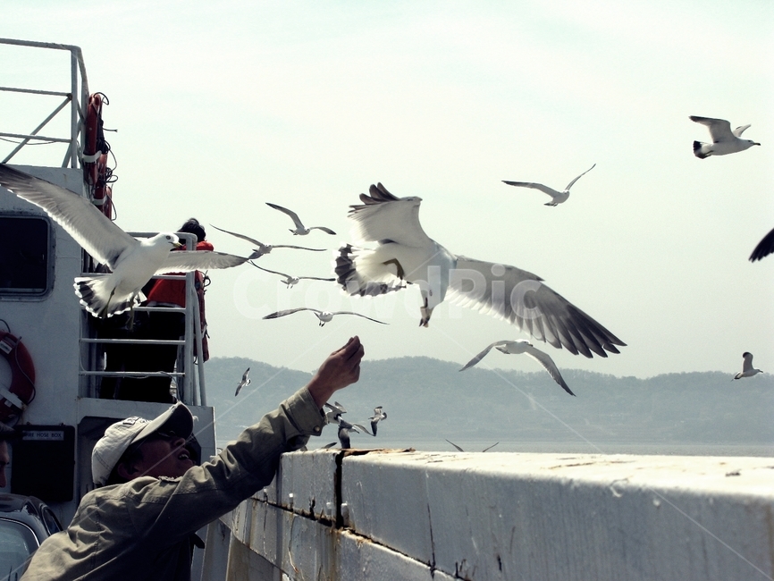 갈매기,새우깡,서해,바다,바닷가,조류,새,birds,사람,인물,인간,human,person
