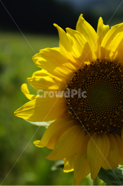 해바라기,꽃,식물,flower,자연,plant,식물,자연,plants,nature,꽃,flower