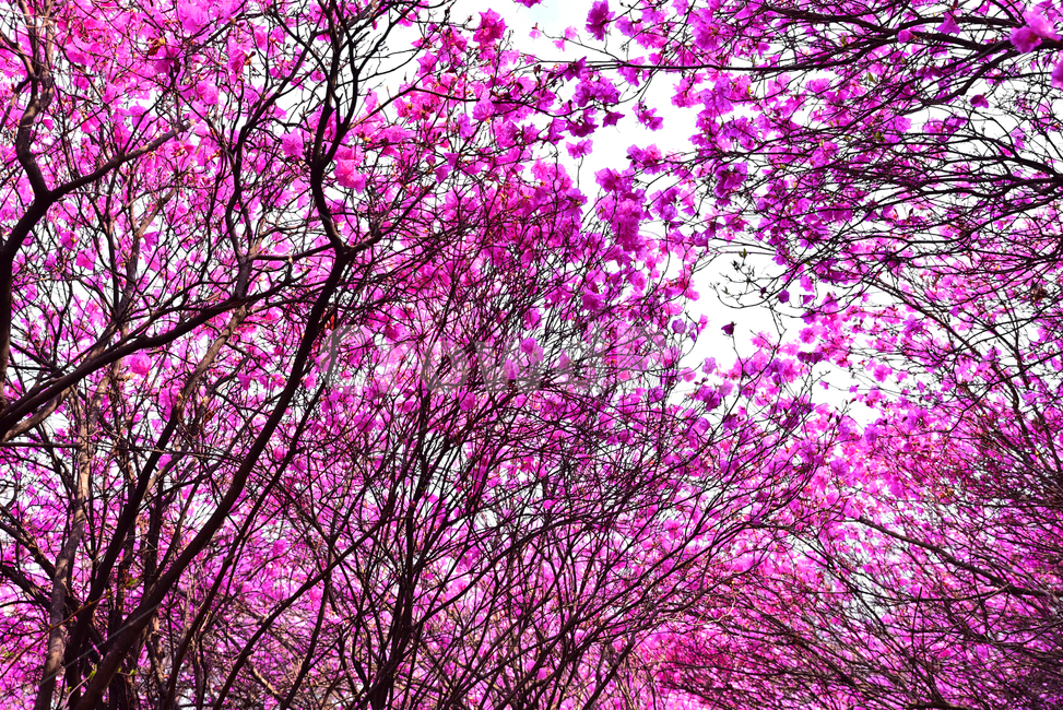 진달래,원미산,부천시,진달래축제,분홍꽃,식물,꽃나무,식물,자연,plants,nature,꽃,flower