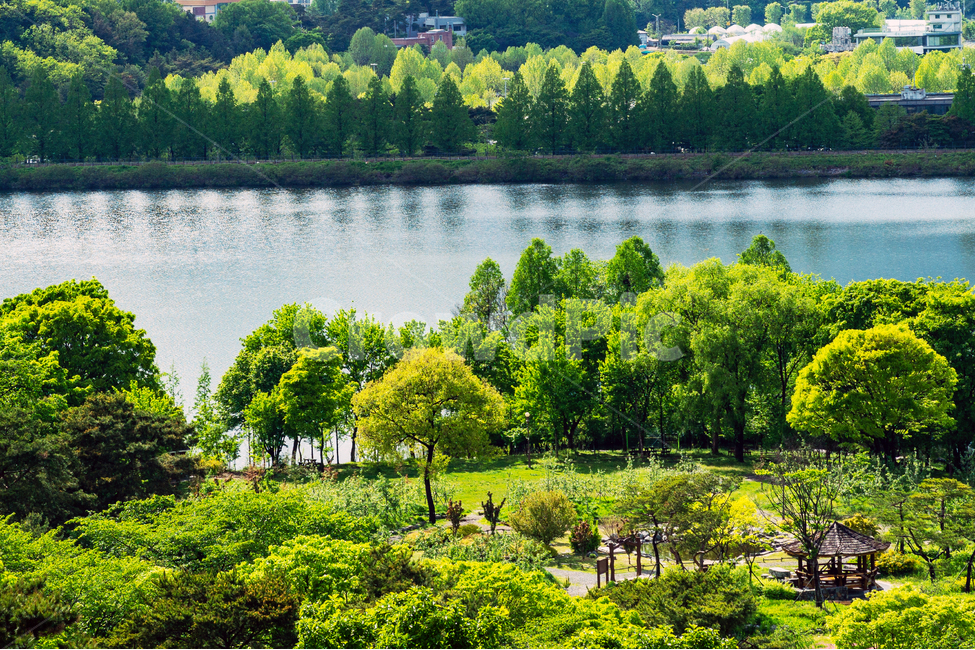 봄,나무,그린,공원,자연,자연,풍경,nature,landscape,한국자연풍경,한국자연경관,korea nature landscape,휴식,힐링,rest,relaxation,healing,outdoors,옥외,plant,식물,tree,water,물