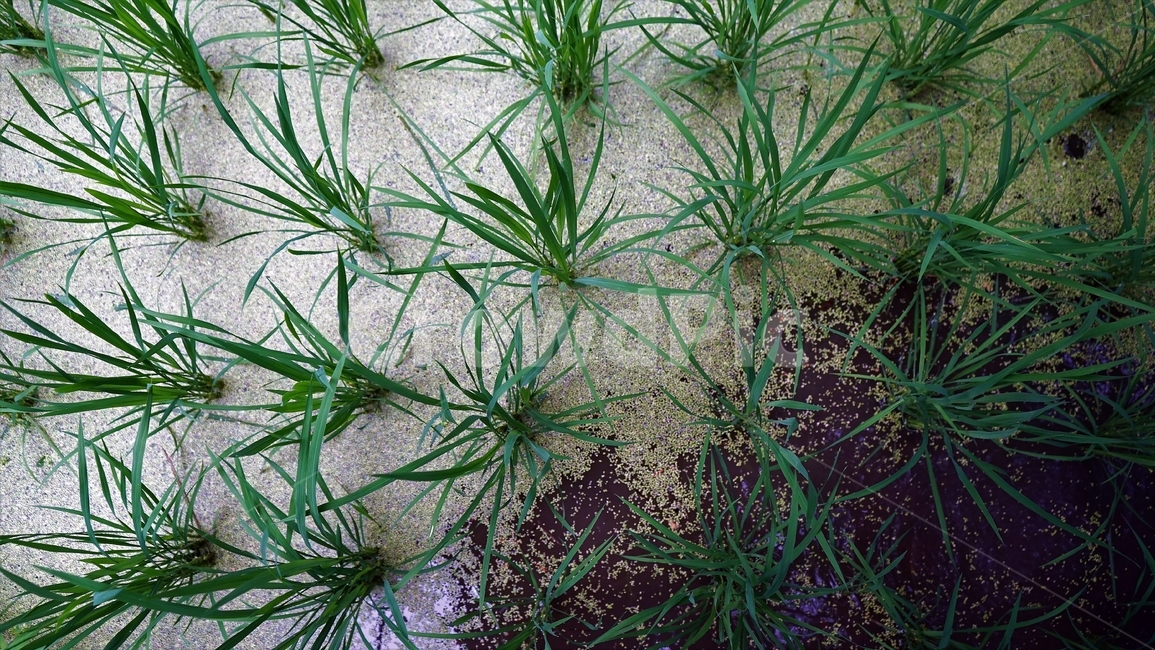 벼,논,농사,물,녹색,rice,ricefiled,water,agriculture