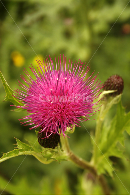 엉겅퀴,식물,flower,plants,nature,꽃,꽃봉오리,식물,자연,plants,nature,꽃,flower