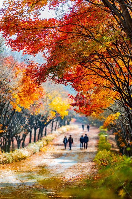 가을,단풍,길,숲,단풍나무숲길,가을,계절,fall,autumn,season,자연,풍경,nature,landscape,사람들,대중,군중,other people,crowd,leaf,잎,plant,식물,tree,나무,maple