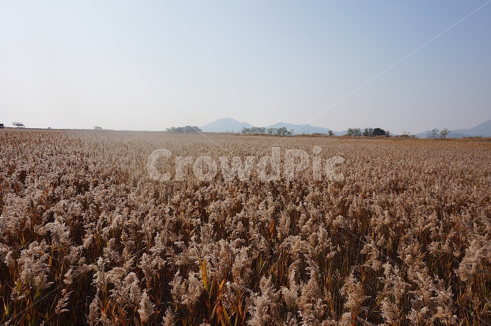 갈대,하늘,가을,sky,자연,autumn,fall,감성,풍경