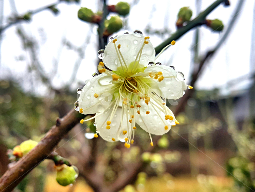 매화꽃,매화,flower,꽃,plant,식물