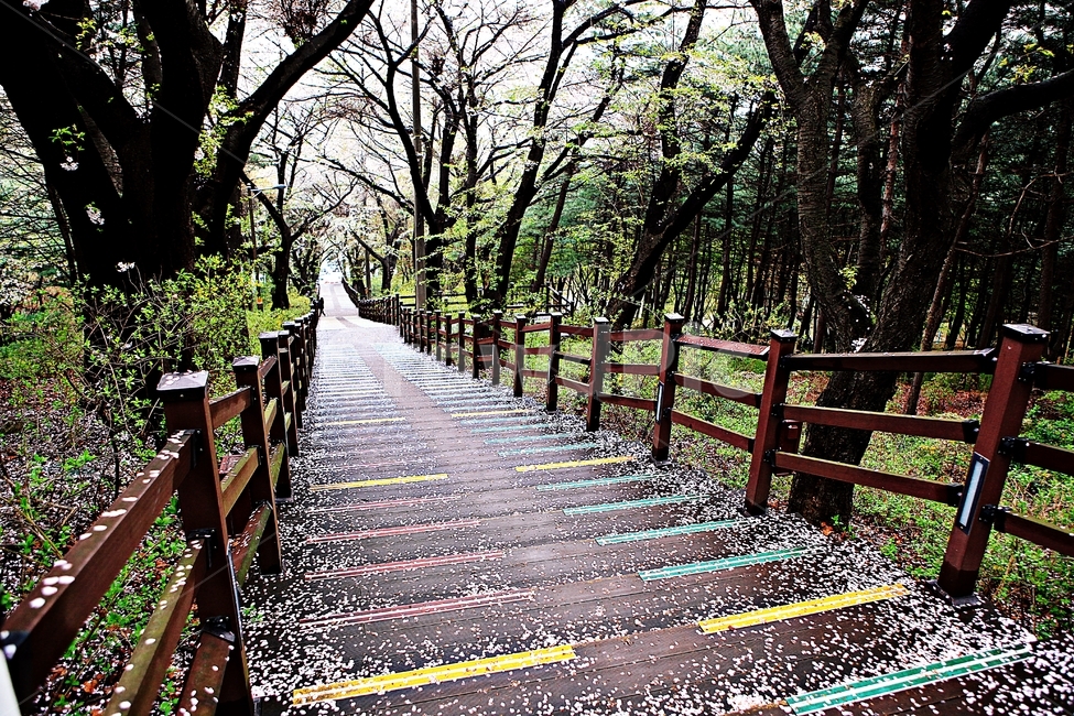 벗꽃길,길,산책로,꽃,곷잎,풍경,자연,배경,봄,계절,spring,season,자연,풍경,nature,landscape,banister,난간,handrail,path,통로,walkway,보도