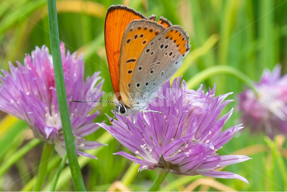 나비,butterfly,꽃,꽃밭,하늘,구름,맑음,보라꽃,식물,plant,sky,cloud,식물,자연,plants,nature,꽃,flower,동물,animal,곤충,벌레,insect,bug
