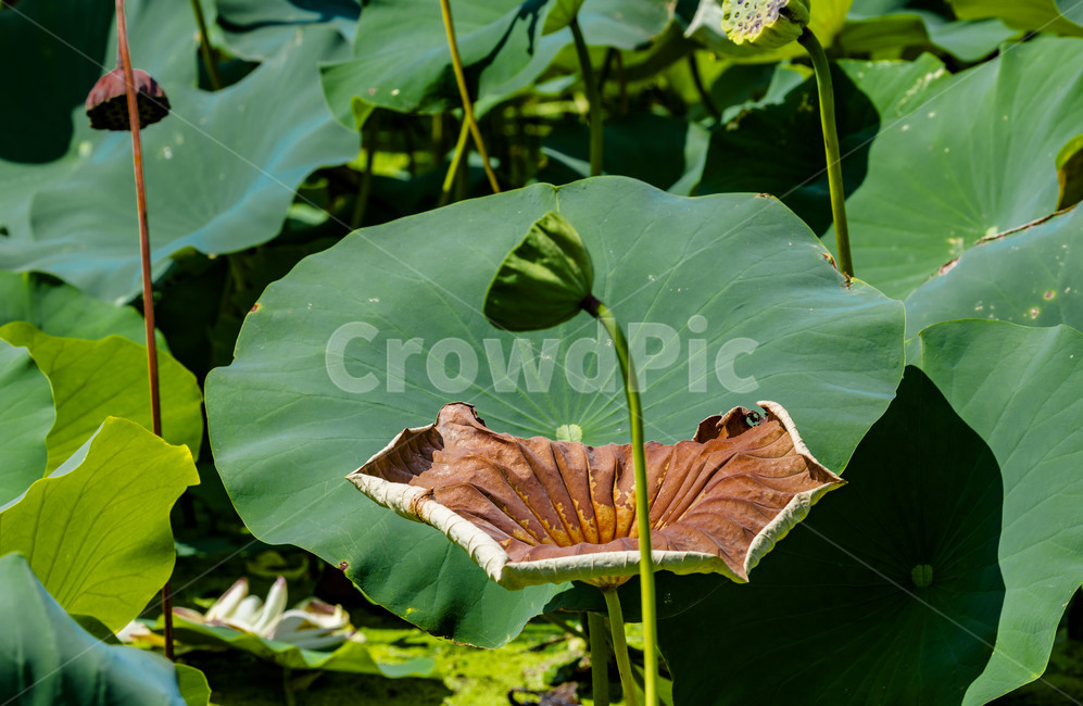 연,습지,관곡지,연잎,자연,식물,연밥,식물,자연,plants,nature