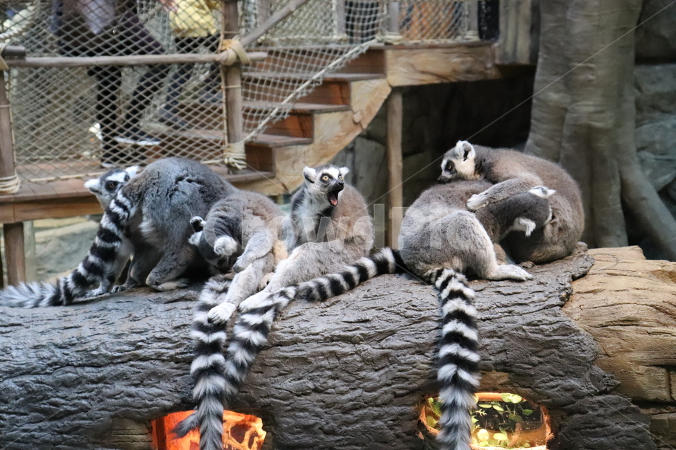 동물,원숭이,동물원,자연,여우원숭이,알락꼬리여우원숭이,동물,animal,포유류,mammal