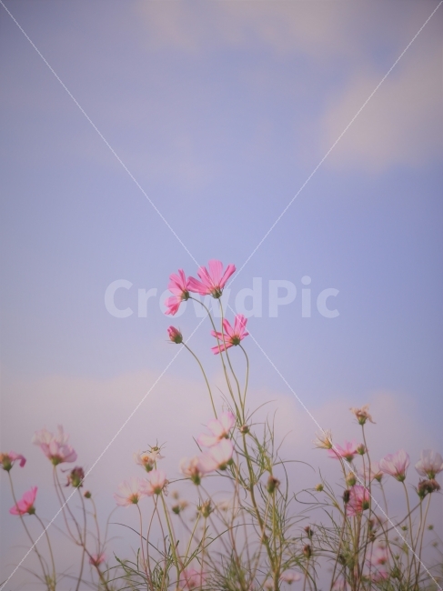 코스모스,가을,하늘,꽃,핑크,분홍,가을,계절,fall,autumn,season,식물,자연,plants,nature,꽃,flower,감성,sensible,feeling,plant,blossom,petal,꽃잎