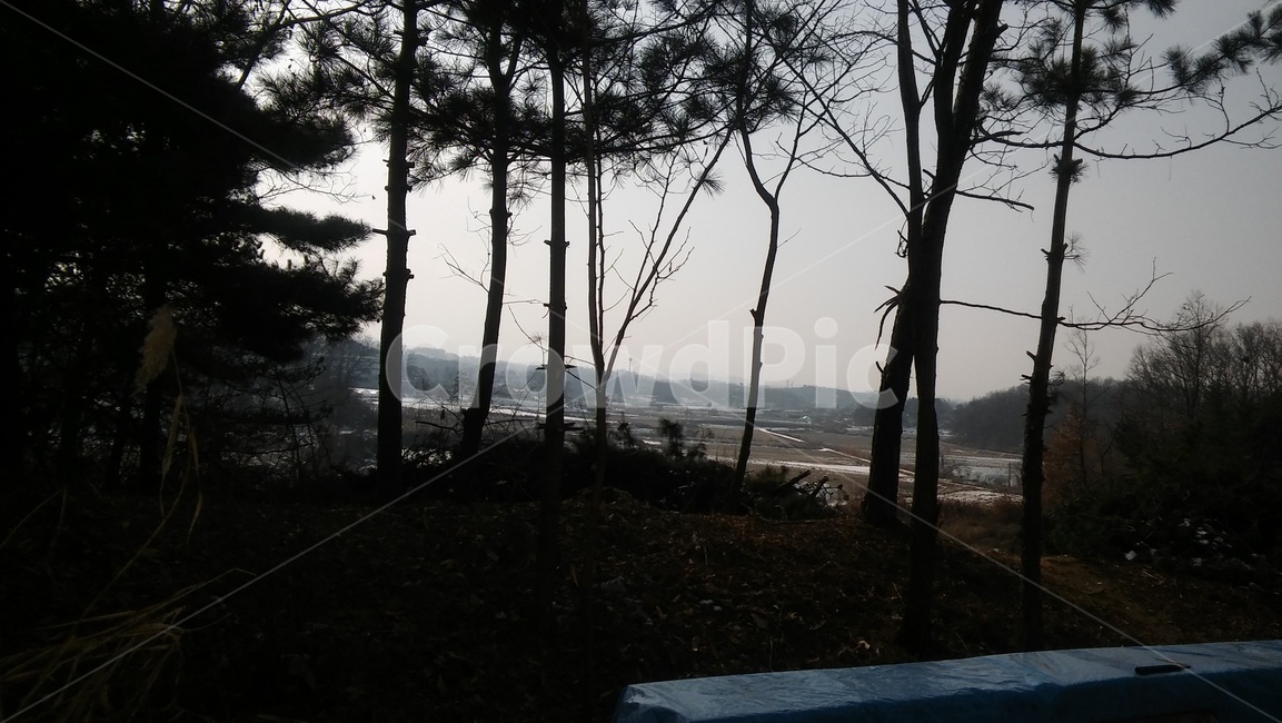 하늘,시골,소나무,소나무전경,석양