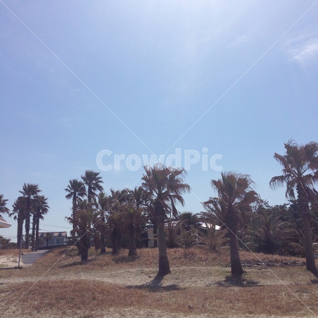 outdoors,옥외,자연,나무,plant,식물,tree,야자수,자연,풍경,nature,landscape,식물,plants,나무,trees,wood