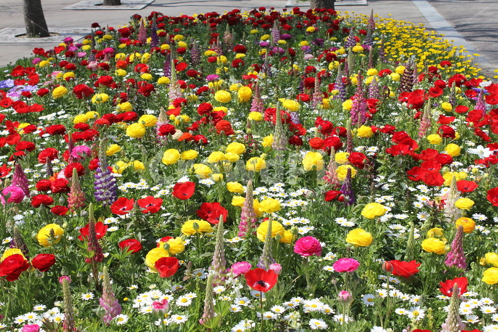 꽃,꽃밭,봄,봄꽃,자연,아름다움,식물,자연,plants,nature,꽃,flower