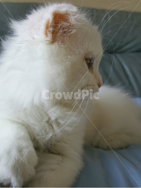 고양이,애완동물,반려묘,반려동물,가족,예쁜고양이,고양이옆모습,사색,고민,시선,새끼고양이,사랑스러운,냥이,animal,동물,mammal,포유류,angora,앙고라,pet,cat,생각