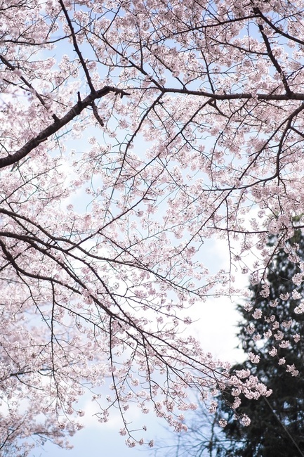 꽃,flower,cherryblossom,벚꽃,blossom,식물,봄,계절,spring,season