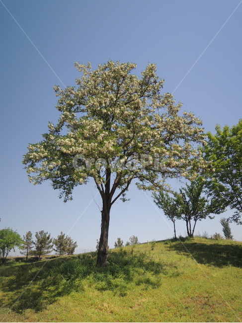 풍경,하늘,나무,자연,잔디,들판,식물,tree,plant,grass,sky