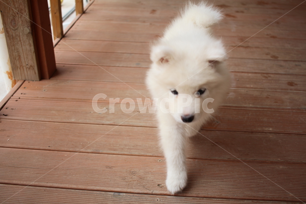 Heart pounding,dog walk,cute,samoyed,Toddling
