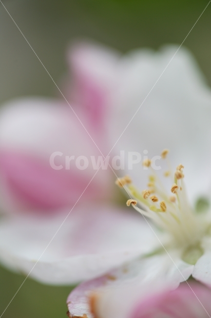 꽃,봄,접사,플라워,포스터,암술,수술,flower,풍경,사물,정물,사진,취미,일상,산책,따뜻함,포근함,식물,자연,plants,nature,꽃,flower