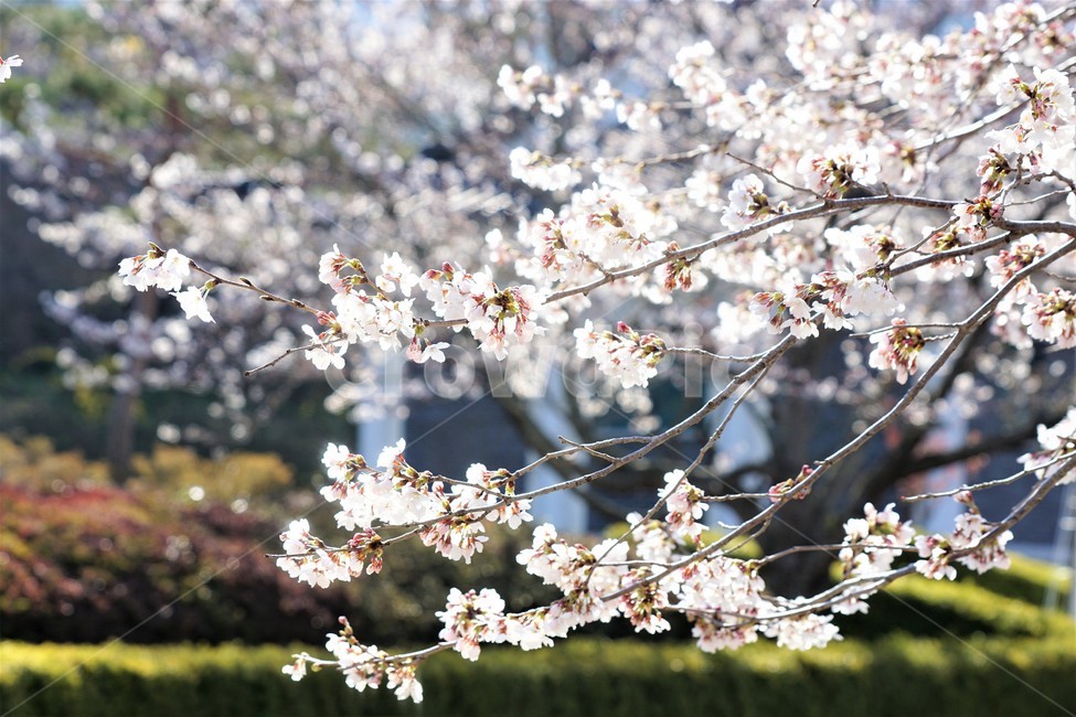 봄,벚꽃,자연,식물,나무,아름다움,봄날,따뜻함,spring,nature,season,beauty,flower,tree,봄,계절,spring,season,꽃,flower,plant,blossom