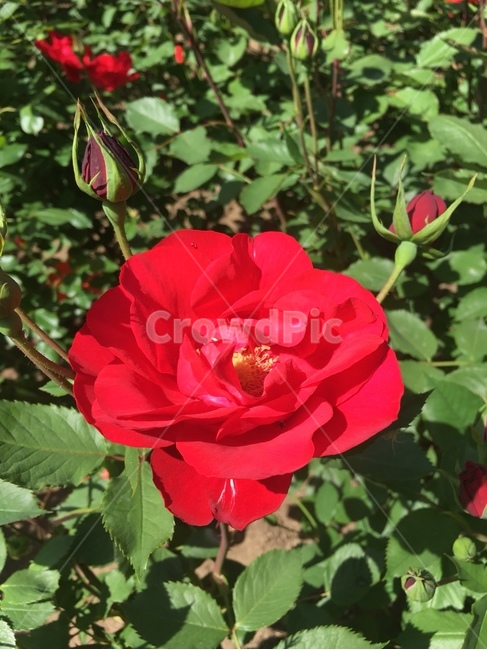 꽃,장미,식물,blossom,자연,초록,식물,자연,plants,nature,꽃,flower