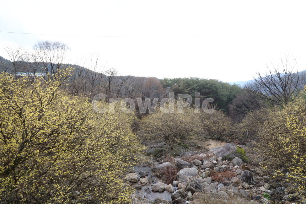 봄,산수유,자연,풍경,꽃,시골,길,산,계곡,봄,계절,spring,season,자연,풍경,nature,landscape,rubble,파편