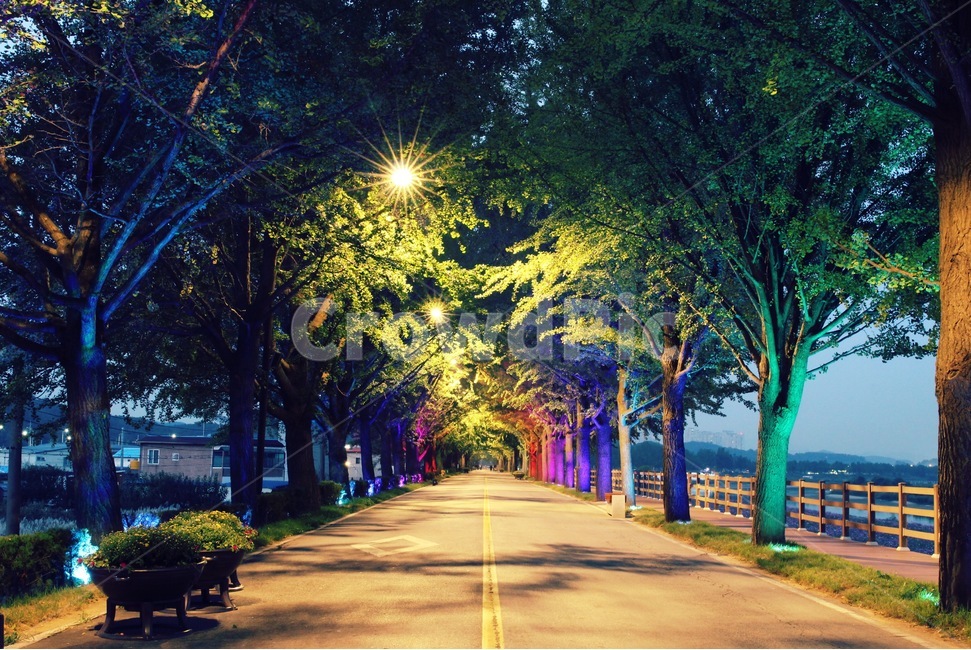 자연풍경,풍경,은행나무길,곡교천,야경,은행나무,조명,산책,자연,풍경,nature,landscape,한국자연풍경,한국자연경관,korea nature landscape,야경,밤,nightscape,night,식물,plants,나무,trees,wood,asphalt,아스팔트