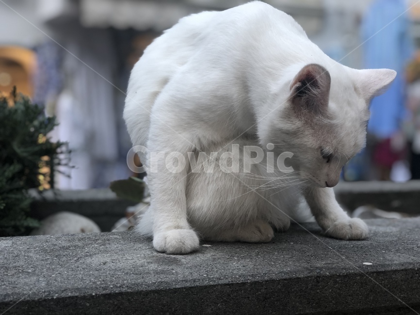 고양이,길고양이,흰고양이,동물,cat,streetcat,whitecat,animal