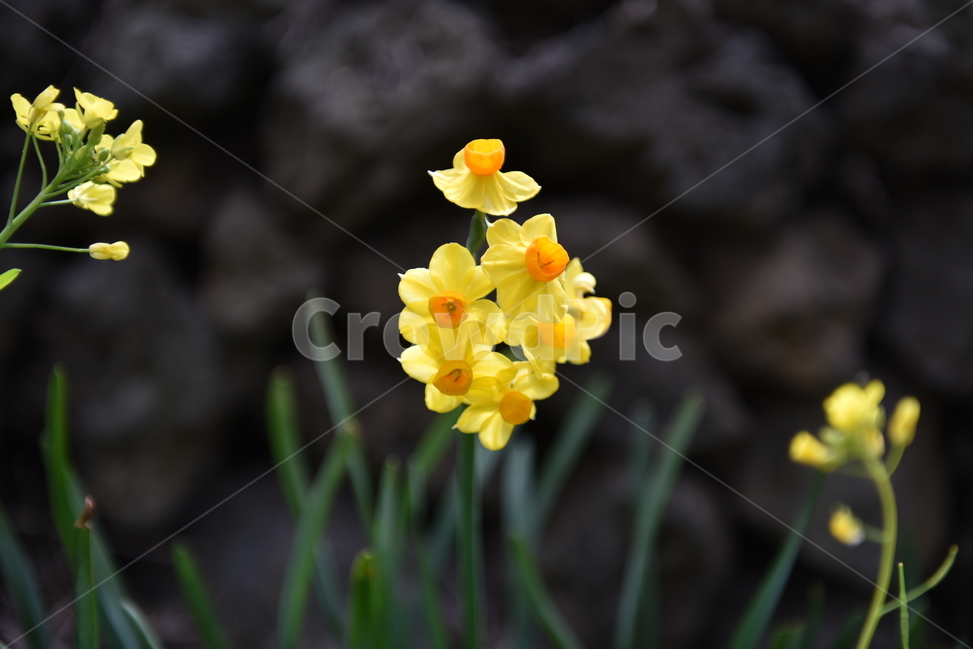 꽃,수선화,plant,flower,blossom