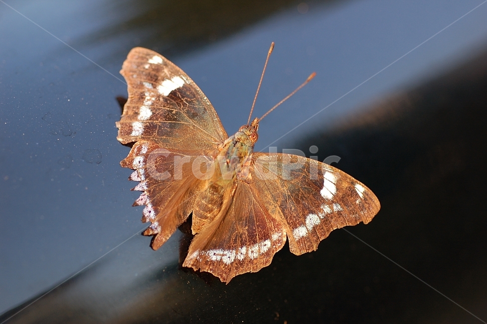 자연,곤충,접사,벌레,근접촬영,Closeup,nature,insects,나비,butterfly,동물,animal,곤충,벌레,insect,bug