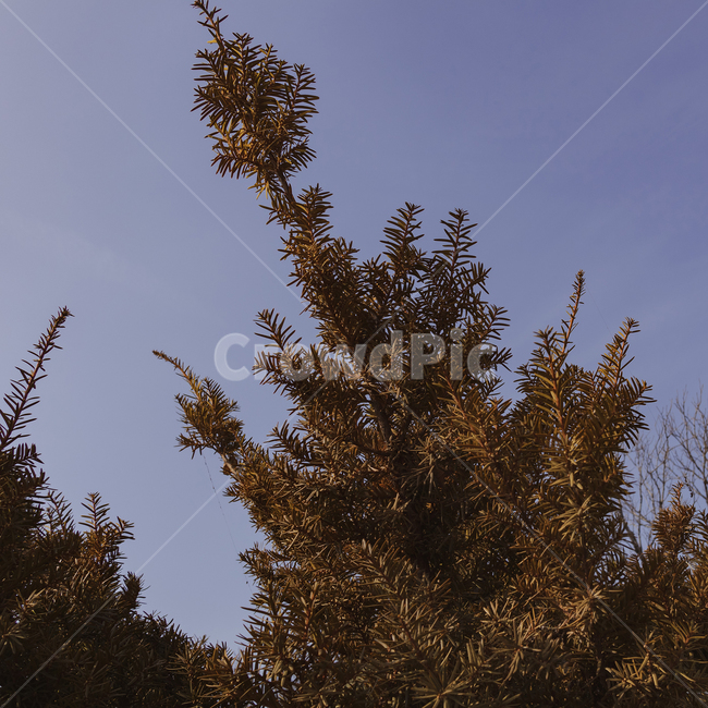plant,식물,나무,nature,자연,outdoors,옥외,landscape,tree,나무,trees,wood