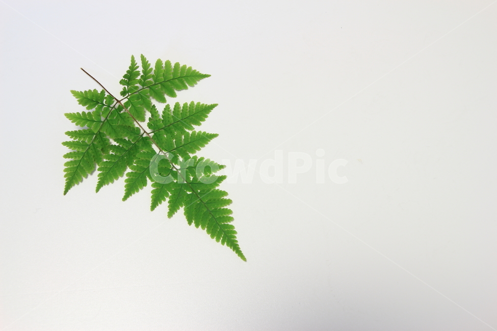 고사리,잎,녹색,배경,양치식물,식물,green,background,plant,leaf,초록,잎사귀,나무