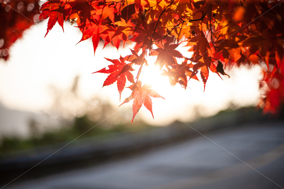 단풍,가을,maple,단풍나무,autumn,fall,가을,계절,fall,autumn,season,leaf,잎,plant,식물,tree,나무