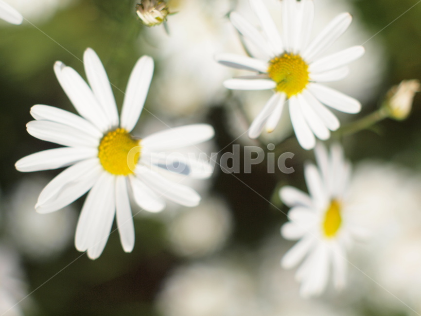 꽃,flower,식물,plant,daisy,데이지,daisies,blossom
