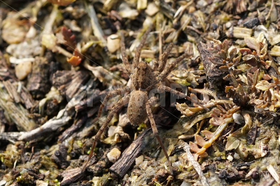 거미,땅거미,곤충,벌레,자연,식물,나뭇가지,동물,spider,bug,bugs,insect,nature,접사,macro,animal,기어가는,기어가다,한국자연,한국의자연,snap,snapshot,스냅,스냅사진,스넵,스넵사진,풍경,landscape,동물,animal,곤충,벌레,insect,bug