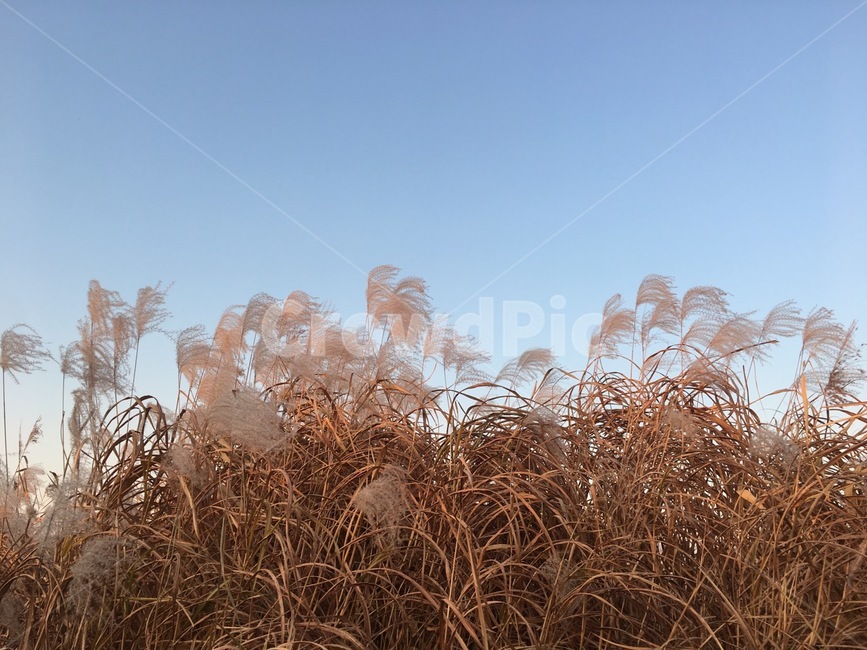 하늘,구름,색감,억새,가을