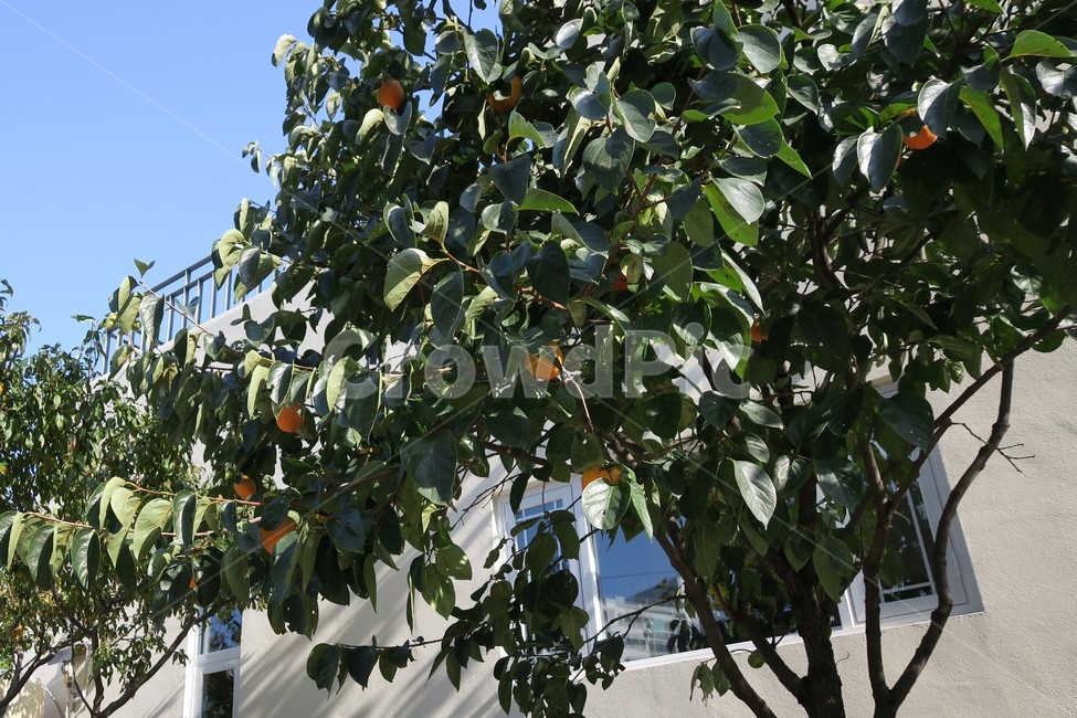 감,감나무,나무,자연,나뭇잎,과일,초록,열매,식물,자연,plants,nature,나무,trees,wood,과일,열매,fruit