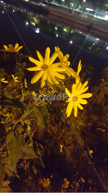 여름,꽃,근접,식물,flower