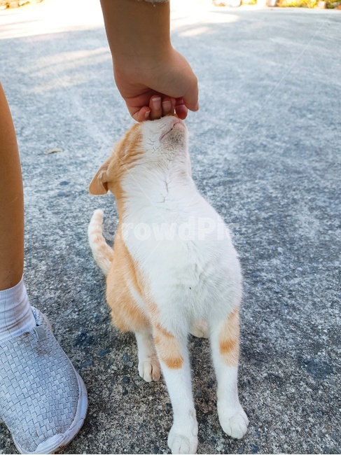 고양이,cat,길고양이,쓰다듬다,쓰다듬,애교,턱,교감,길냥이,길,시골길,턱드름,고양이턱,애정,부비다,사람,다리,손,발,hand,leg,한국,korea,street,stroke,stroking,pat,pet,rub,rubbing,communion,Chin,Affection,foot,야외,실외,outdoor,동물,animal,포유류,mammal,고양이,cat,kitten,kitty